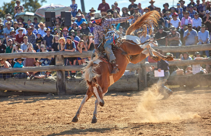 rodeo cowboy bucking horse